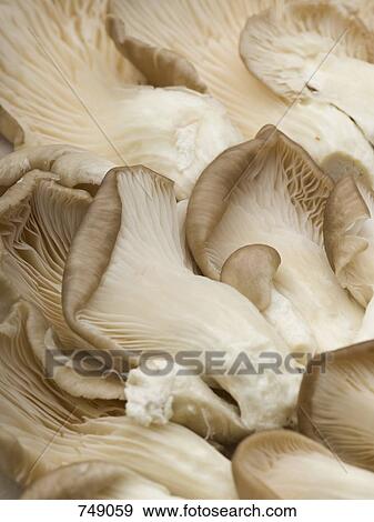 Detail of oyster mushrooms View Large Photo Image Stock Photo - Detail of oyster mushrooms. Fotosearch