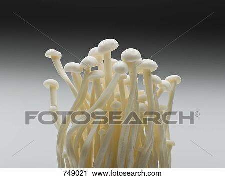 Enokitake mushrooms View Large Photo Image Stock Image - Enokitake mushrooms. Fotosearch