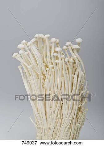 Enokitake mushrooms View Large Photo Image Stock Photo - Enokitake mushrooms. Fotosearch