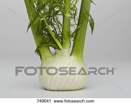 Fennel View Large Photo Image Stock Image - Fennel. Fotosearch