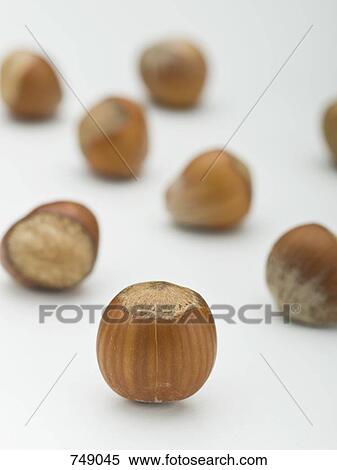 Stock Photography - Hazelnuts. Fotosearch