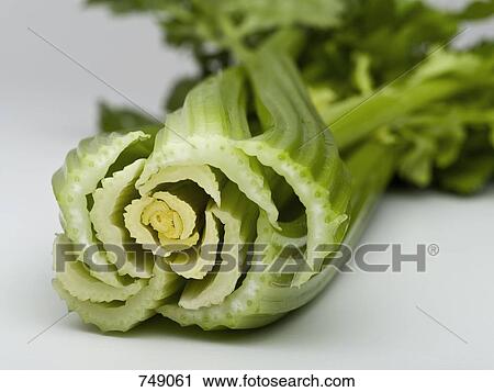 Stem of celery View Large Photo Image Stock Image - Stem of celery. Fotosearch