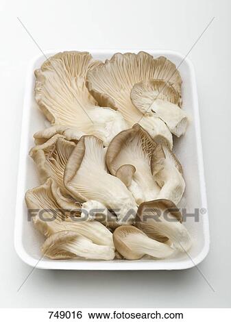 Stock Photograph - Tray of oyster mushrooms. Fotosearch