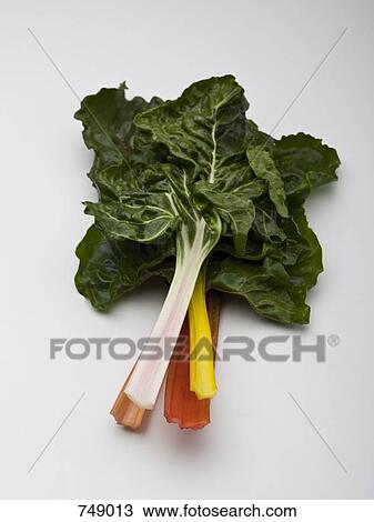 Varieties of Swiss chard View Large Photo Image Stock Image - Varieties of Swiss chard. Fotosearch