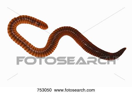 A worm View Large Photo Image Stock Image - A worm. Fotosearch