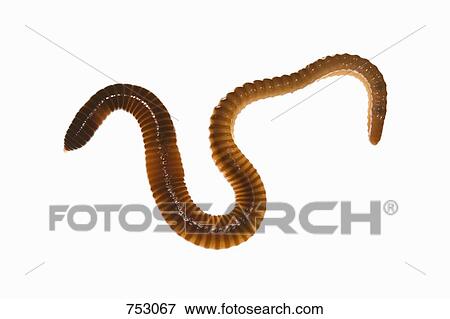 A worm View Large Photo Image Stock Photo - A worm. Fotosearch