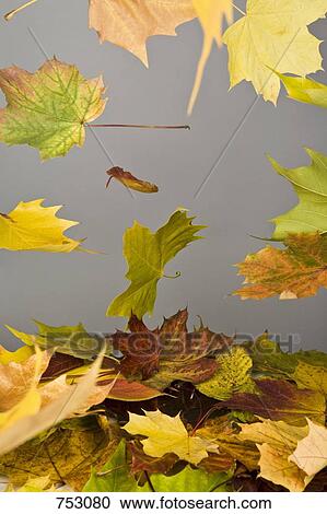 Stock Image - Falling autumn leaves. Fotosearch