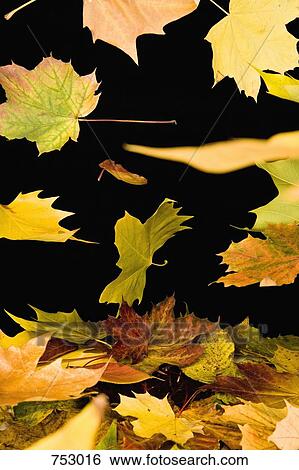 Falling autumn leaves View Large Photo Image Stock Photograph - Falling autumn leaves. Fotosearch