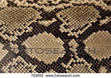 Snake skin View Large Photo Image Stock Photography - Snake skin. Fotosearch