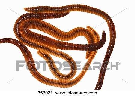 Worms View Large Photo Image Stock Image - Worms. Fotosearch