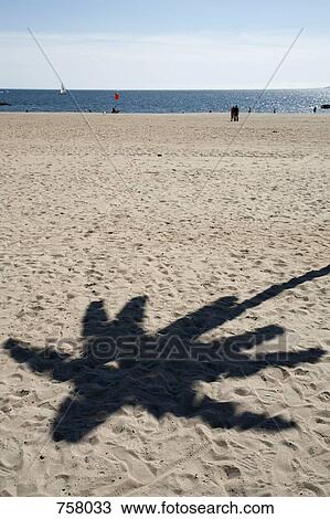 Shadow of a palm tree on the beach View Large Photo Image Stock Image - Shadow of a palm tree on the beach. Fotosearch