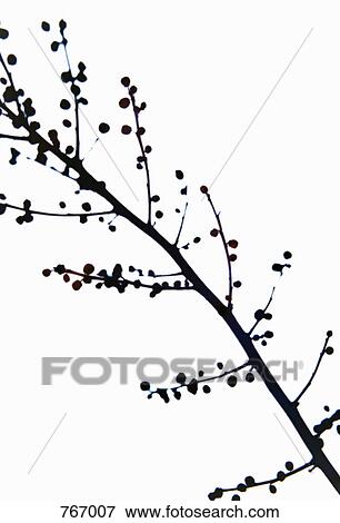 A branch with berries View Large Photo Image Stock Photo - A branch with berries. Fotosearch
