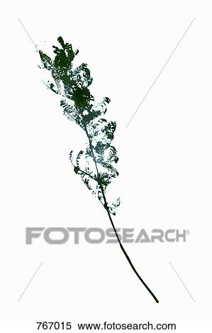 Stock Photography - A fern branch. Fotosearch