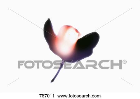 Stock Image - A flower. Fotosearch