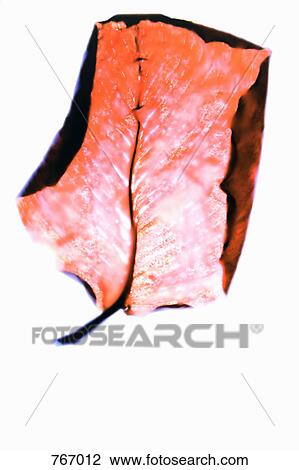 A leaf View Large Photo Image Stock Image - A leaf. Fotosearch