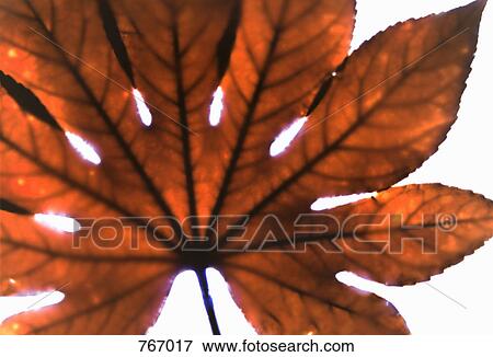 Stock Photo - A leaf. Fotosearch
