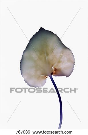 A leaf View Large Photo Image Stock Photograph - A leaf. Fotosearch