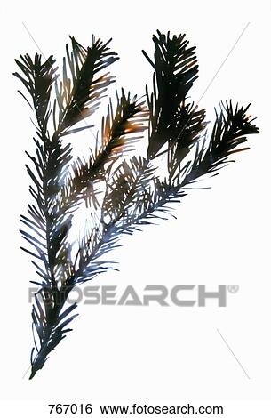 Stock Photograph - A pine branch. Fotosearch