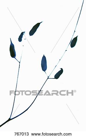 Stock Image - A Reed. Fotosearch