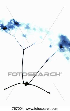 Picture - Knotweed. Fotosearch