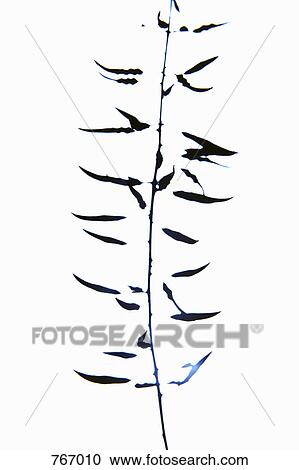 Stock Image - Leaves on a branch. Fotosearch