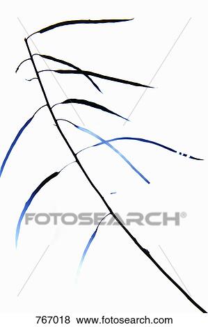 Stock Photo - Leaves on a branch. Fotosearch