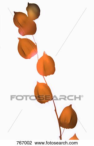 Stock Image - Physalis growing on a branch. Fotosearch