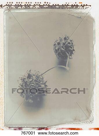 Stock Image - Seeds from a Plane Tree. Fotosearch