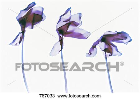Stock Image - Three irises. Fotosearch