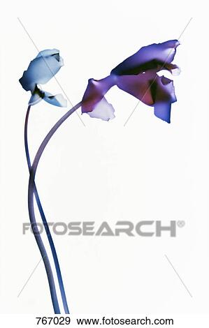 Two irises intertwined View Large Photo Image Stock Photo - Two irises intertwined. Fotosearch