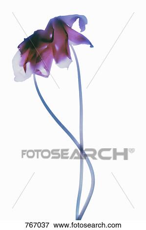 Stock Photo - Two irises intertwined. Fotosearch
