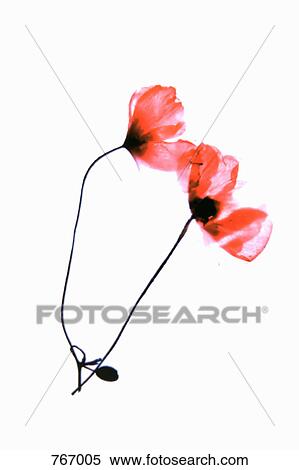 Two poppies View Large Photo Image Stock Photography - Two poppies. Fotosearch