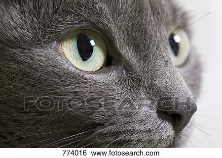 A domestic cat, extreme close-up View Large Photo Image Stock Photograph - A domestic cat, extreme close-up. Fotosearch