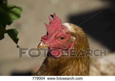 A chicken's head View Large Photo Image Picture - A chicken's head. Fotosearch