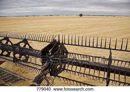 A combine harvesting a field View Large Photo Image Stock Image - A combine harvesting a field. Fotosearch