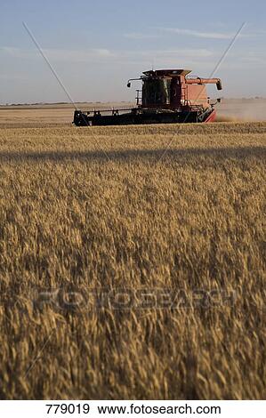 A combine harvesting a wheat field View Large Photo Image Stock Photo - A combine harvesting a wheat field. Fotosearch
