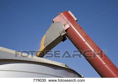Stock Photography - A combine pouring wheat into a container. Fotosearch