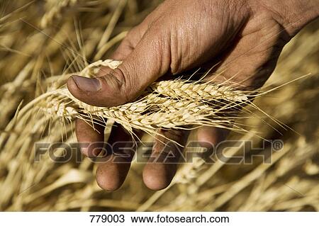 A hand holding wheat View Large Photo Image Stock Image - A hand holding wheat. Fotosearch
