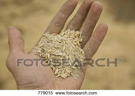Stock Photography - A hand holding wheat. Fotosearch