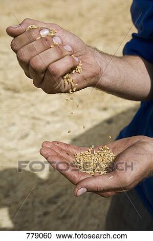A person holding wheat View Large Photo Image Stock Image - A person holding wheat. Fotosearch