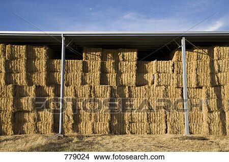 Bales of hay stacked in a barn View Large Photo Image Picture - Bales of hay stacked in a barn. Fotosearch