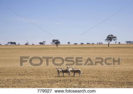 Stock Photo - Lambs in a field. Fotosearch