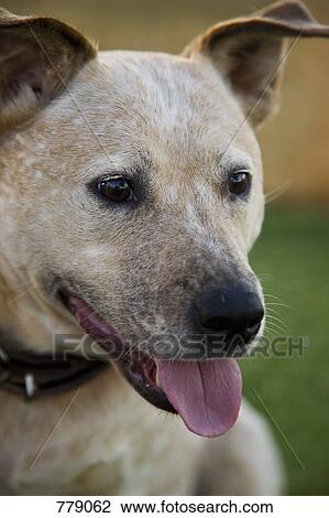 Stock Image - Portrait of a dog. Fotosearch