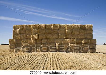 Stock Photo - Stacked bales of hay in a field. Fotosearch