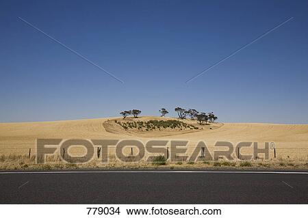 Trees in a wheat field by a roadside View Large Photo Image Picture - Trees in a wheat field by a roadside. Fotosearch