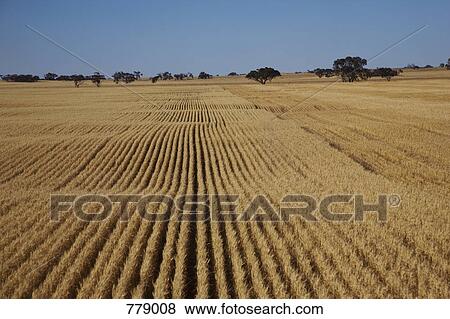 Wheat field View Large Photo Image Stock Photo - Wheat field. Fotosearch