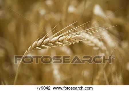 Wheat in a field View Large Photo Image Stock Image - Wheat in a field. Fotosearch