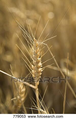 Stock Image - Wheat. Fotosearch