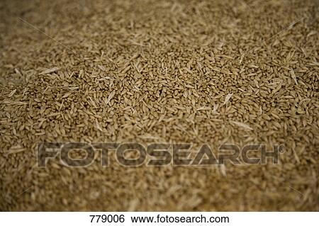 Wheat View Large Photo Image Stock Photograph - Wheat. Fotosearch