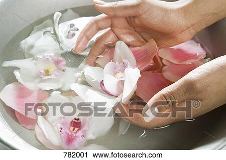 A woman washing hands in water with flower petals, o View Large Photo Image Stock Image - A woman washing hands in water with flower petals, o. Fotosearch